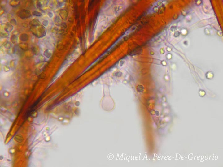 Tubulicrinis chaetophorus